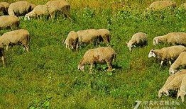 肥羊卷儿爆料原视频,原视频背后的惊人真相